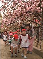 Cherry blossoms at Osaka Mint Bureau